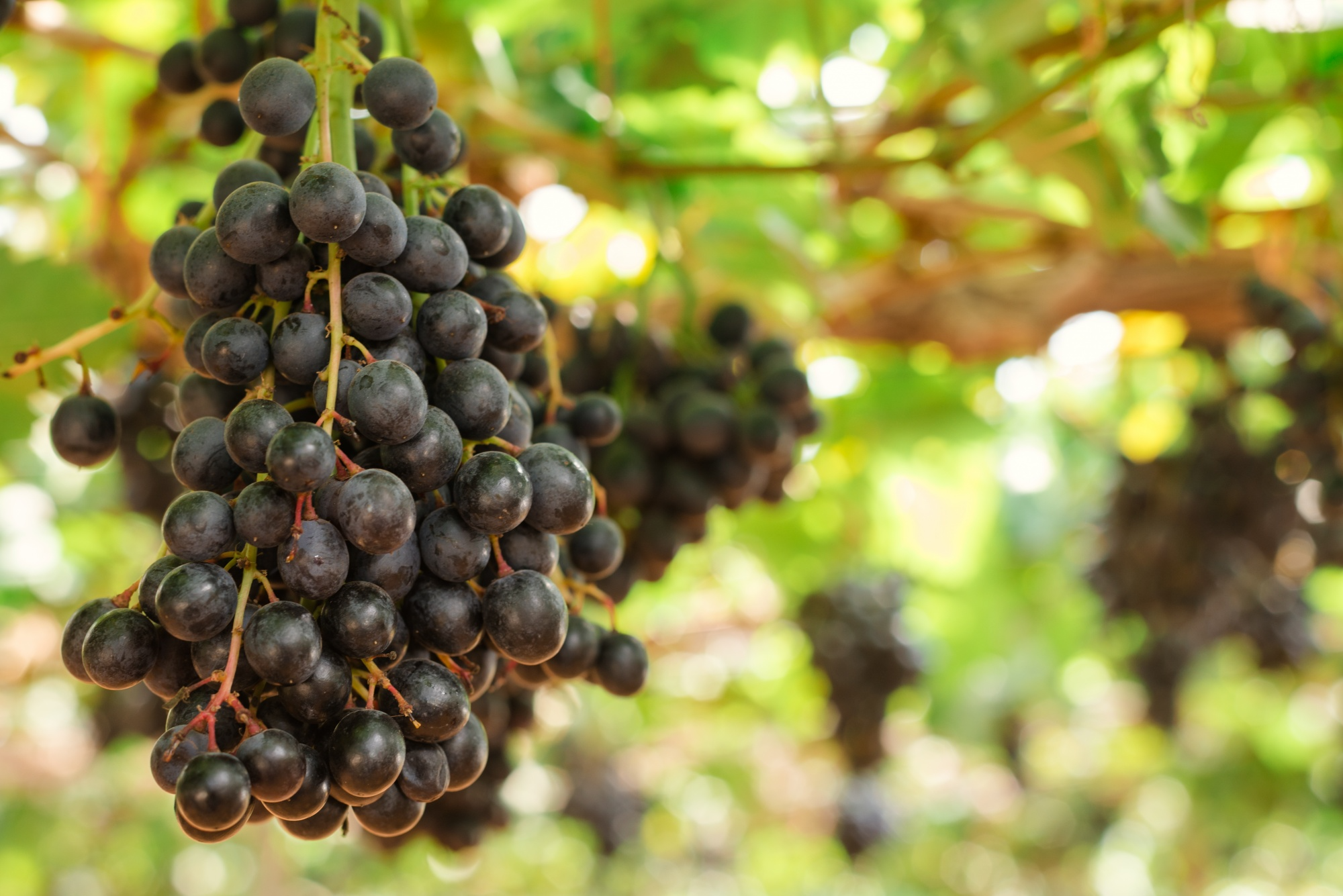 jamun Fruit