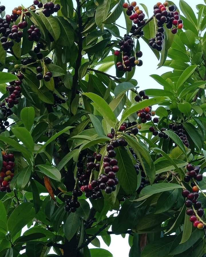 Pure jamun Fruit